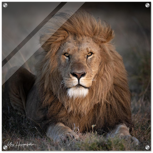 Lion Seenka Masai Mara