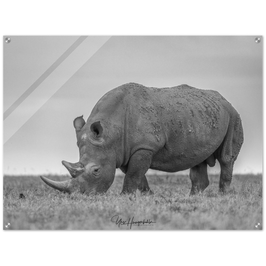 White Rhino Laikipia Kenya