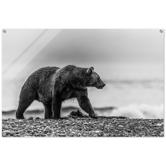Strolling Kodiak Bear