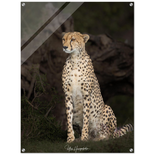 Cheetah Naboisho